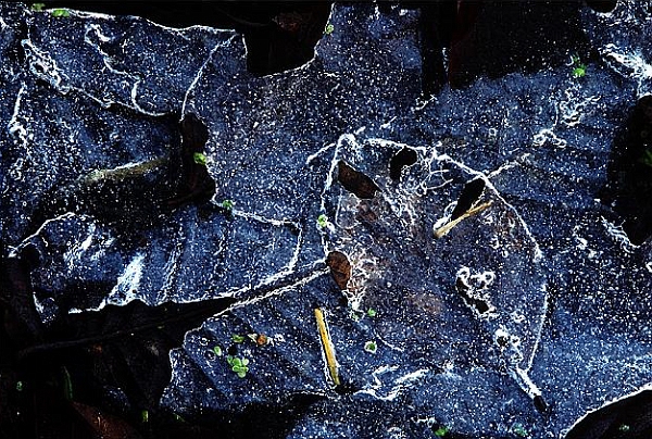 feuilles gelees.jpg